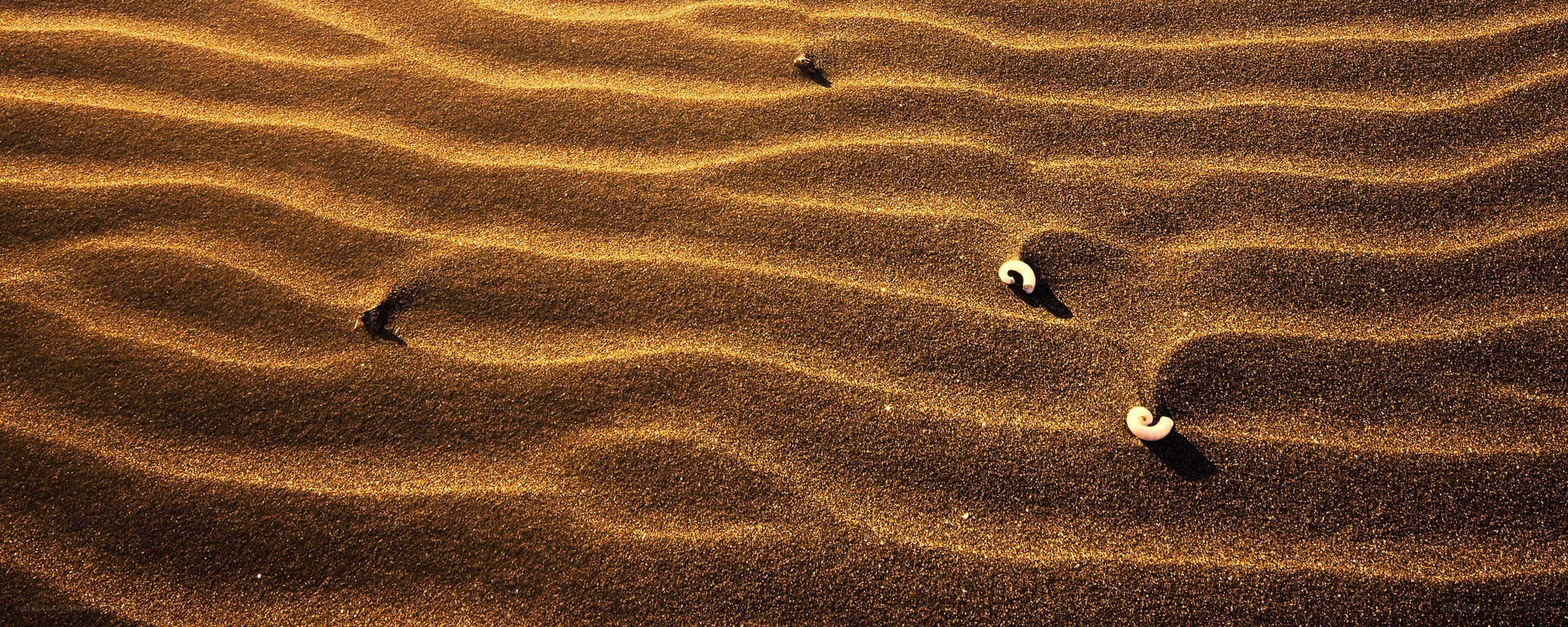 Sand ripples with shells