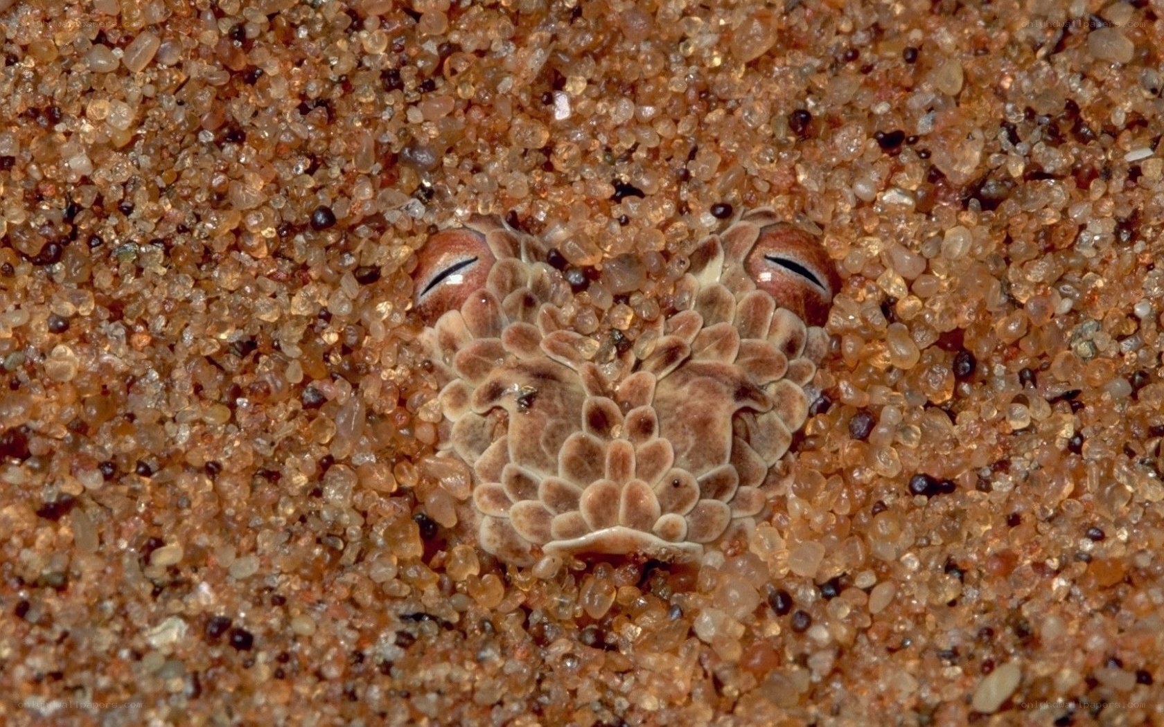 sand viper camouflaged in desert