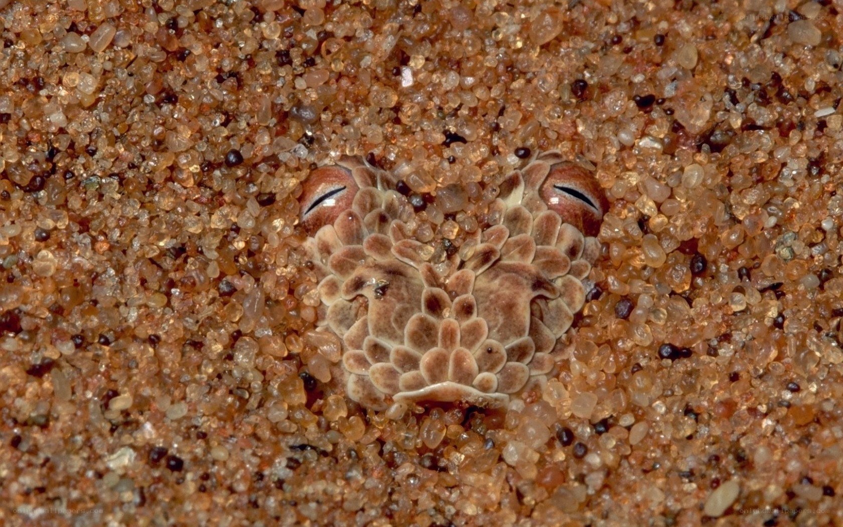 sand viper camouflaged in sand