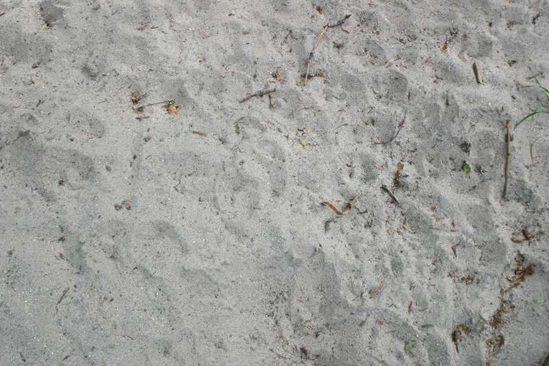 sand with debris