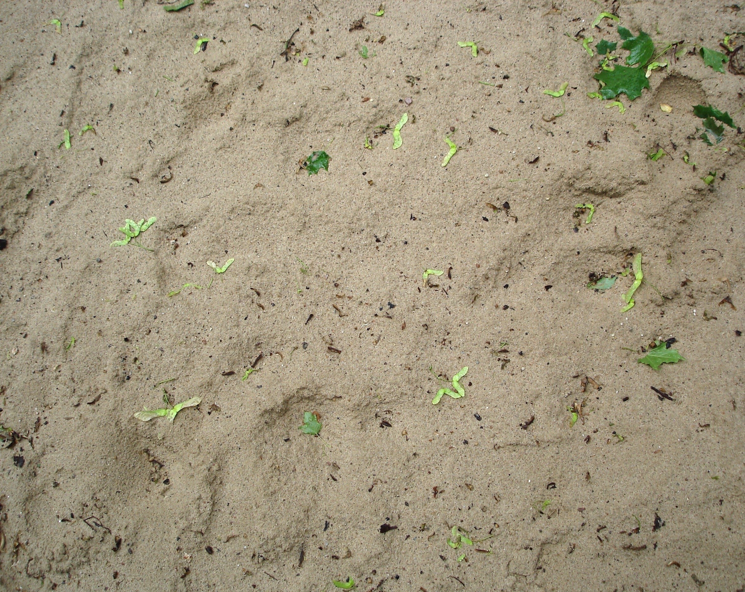 sand with scattered leaves