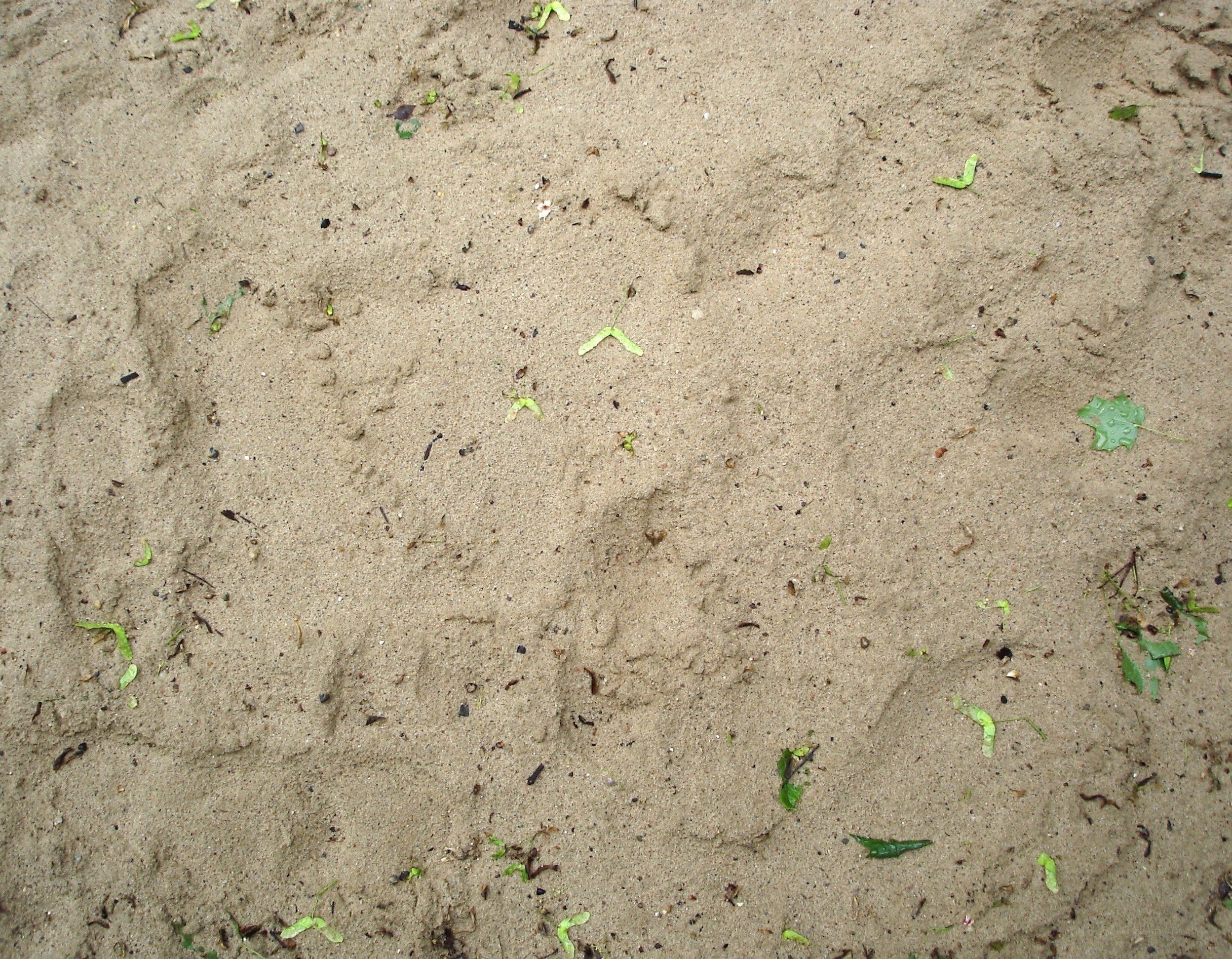 sand with scattered leaves