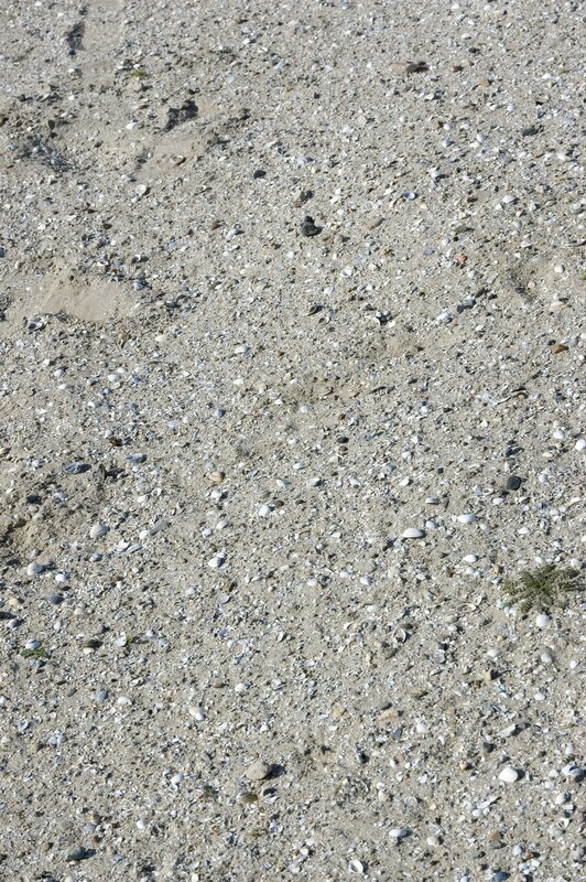 sand with shell fragments