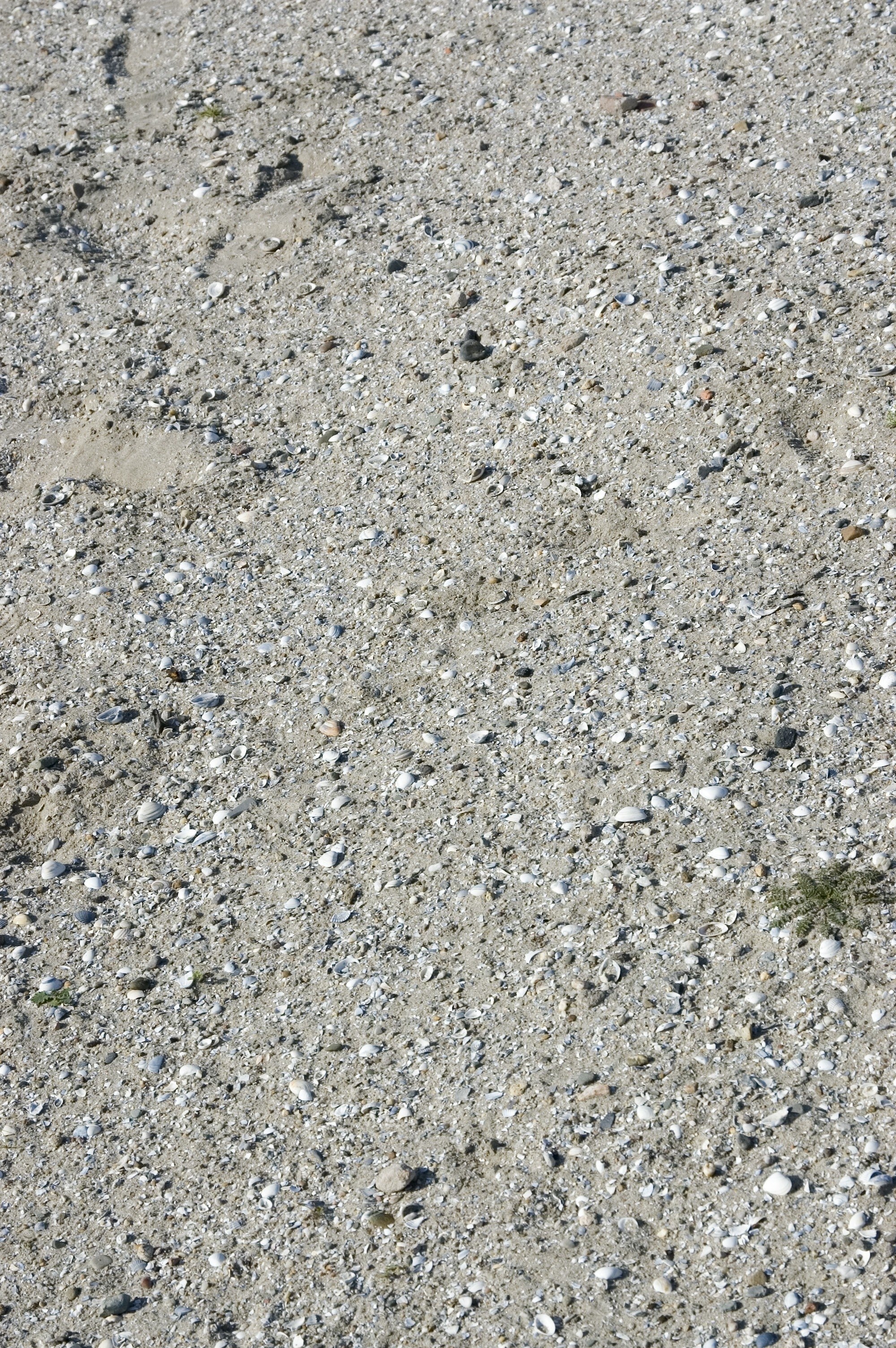 sand with shell fragments