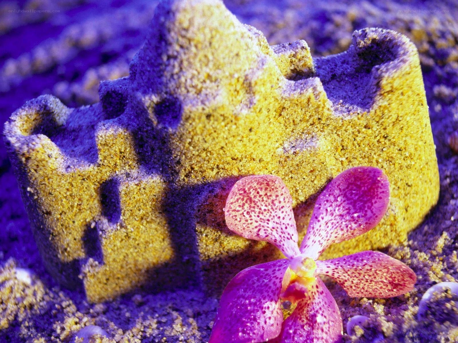 Sandcastle with orchid flower