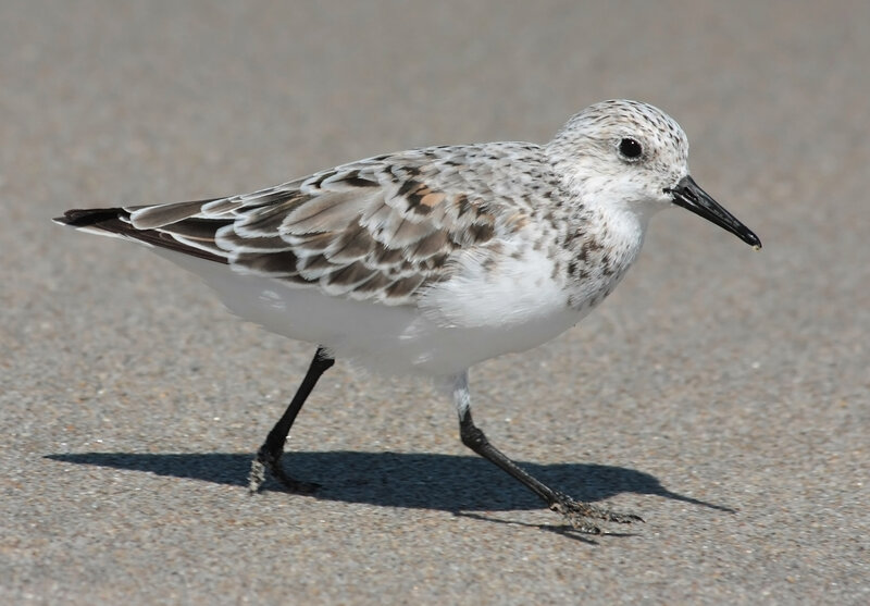 Sanderling on sandy beach