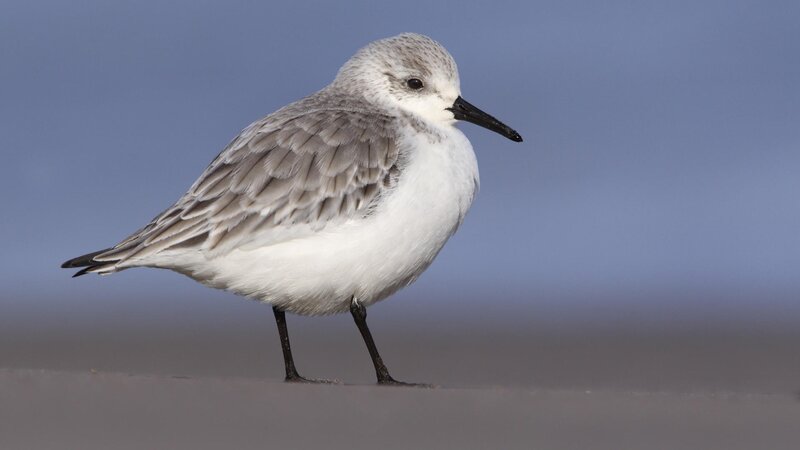 Sanderling on the beach