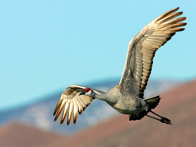 Sandhill Crane in Flight