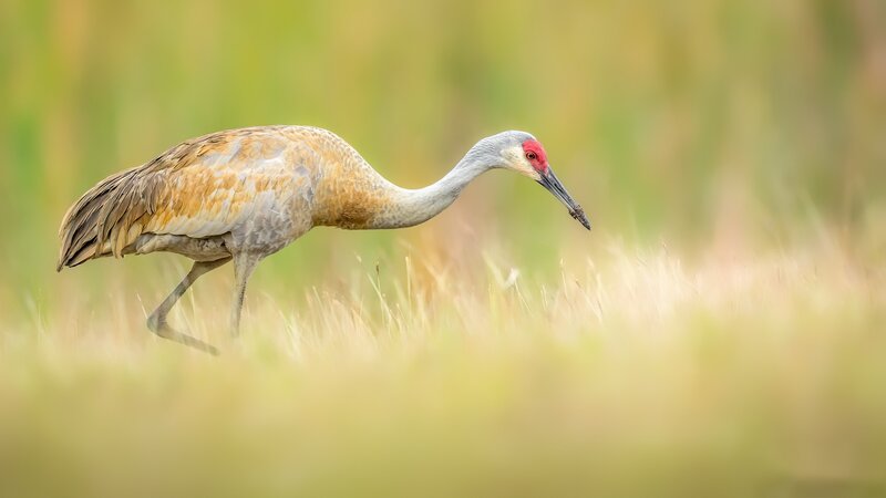 Sandhill Crane in Grass