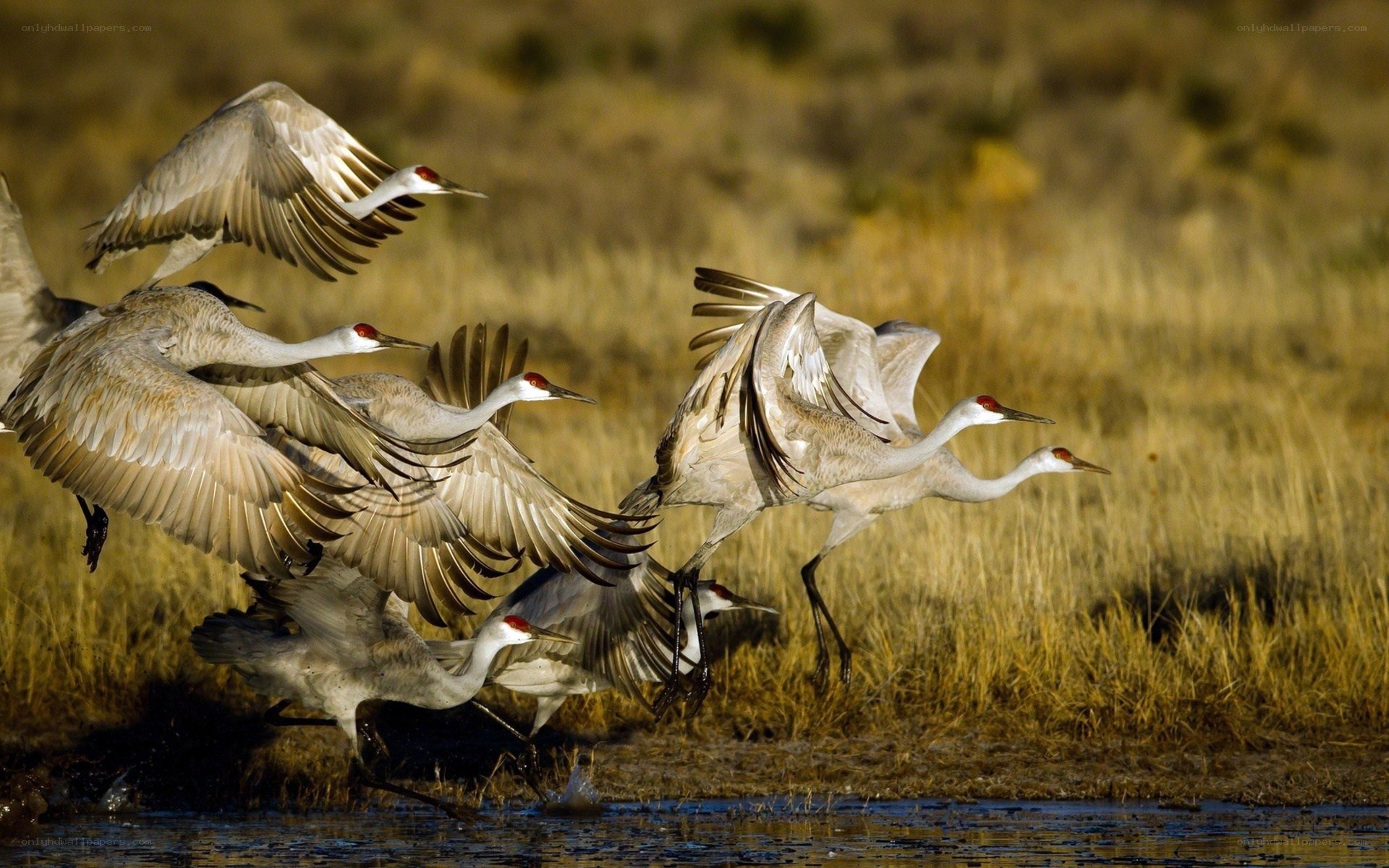 Sandhill cranes in flight