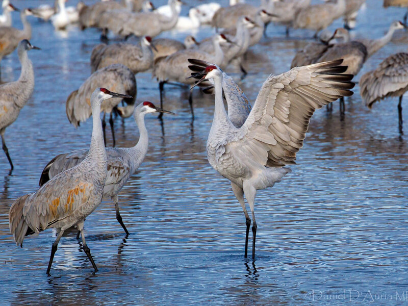 Sandhill Cranes in Water