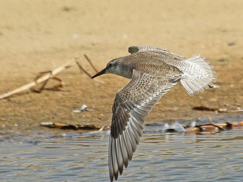 Sandpiper in Flight — Brown