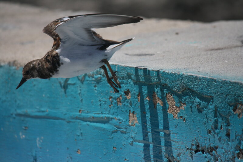 Sandpiper in Flight