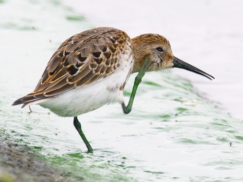 sandpiper in shallow water
