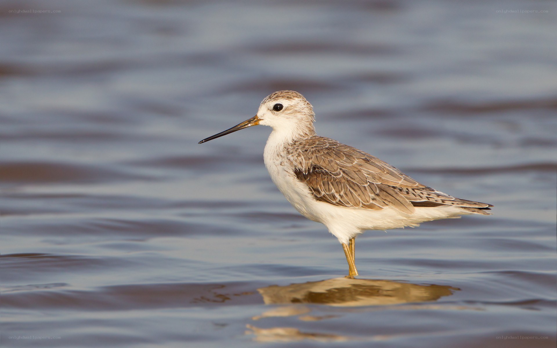 sandpiper in shallow water