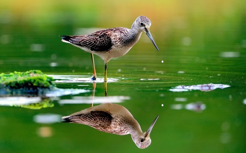 Sandpiper in Water — Green