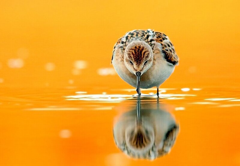 Sandpiper in Water