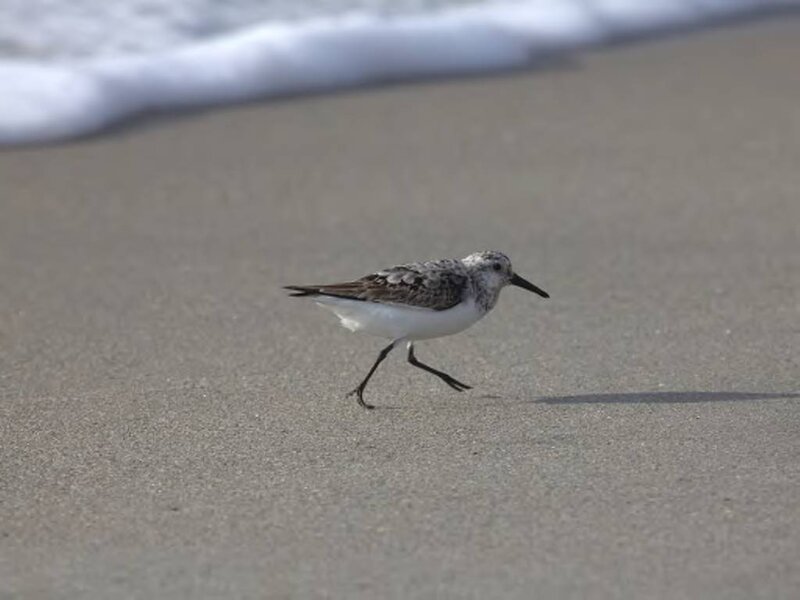 Sandpiper on Beach