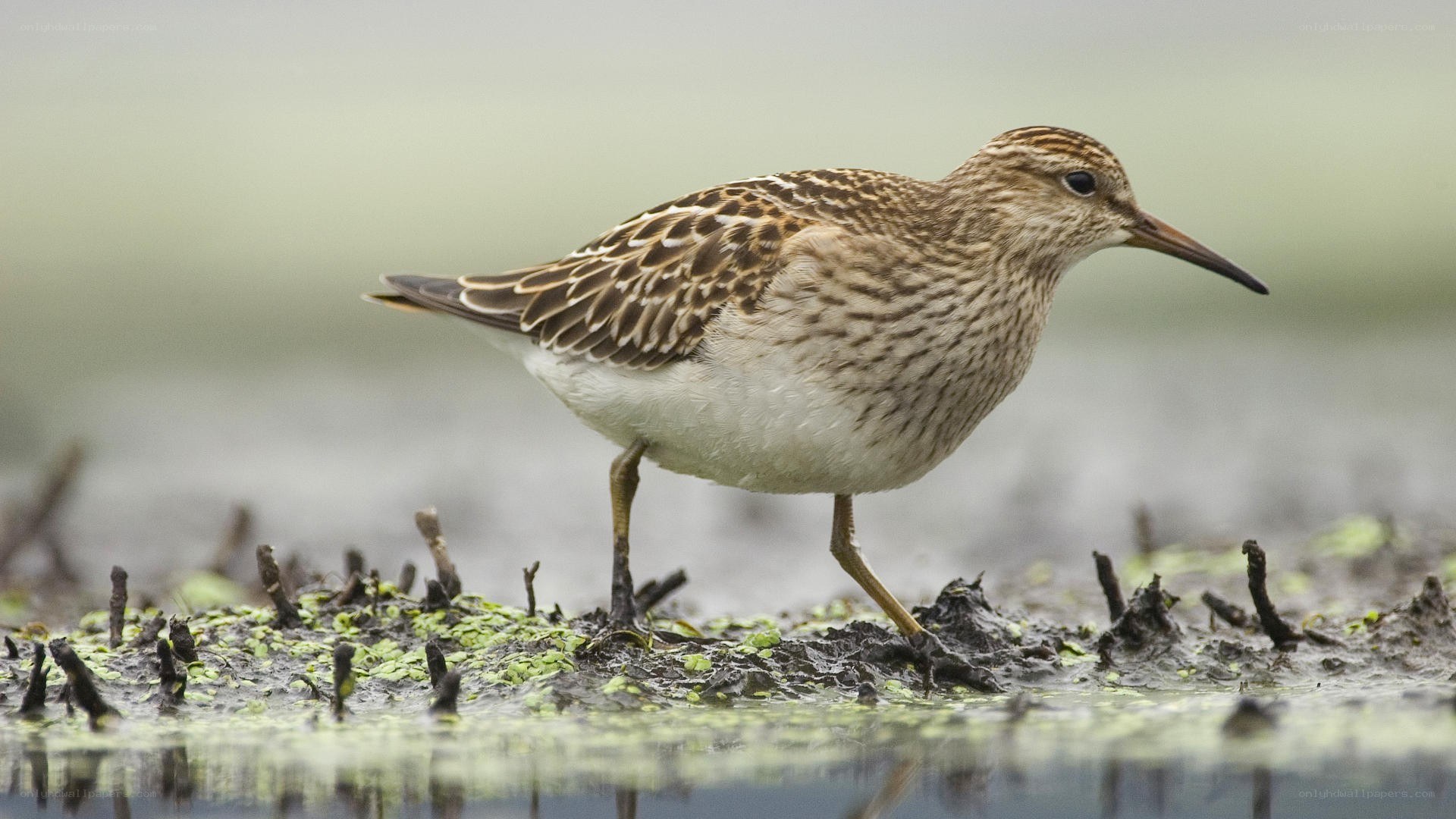 sandpiper on muddy shore