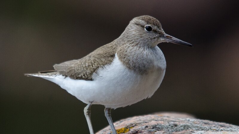 Sandpiper on Rock — Brown