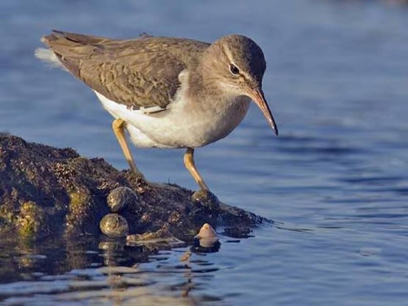 Sandpiper on Rock