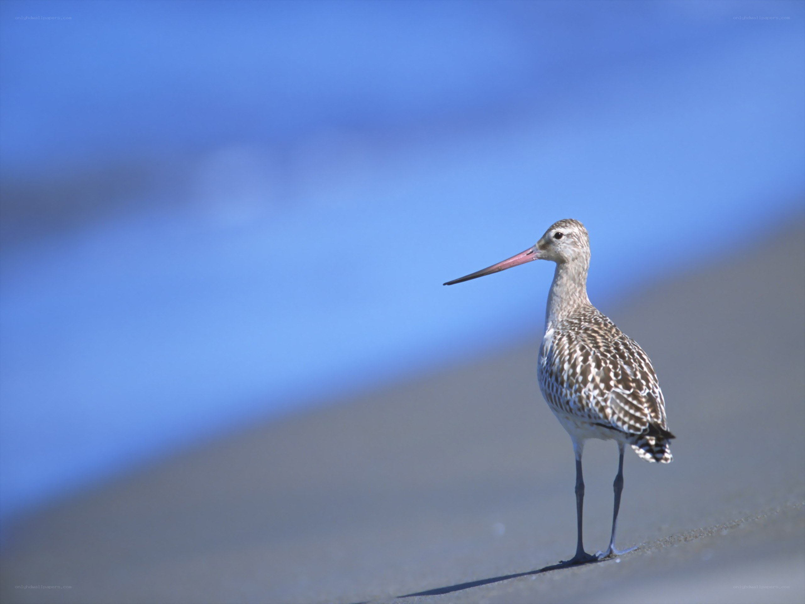 sandpiper on the beach