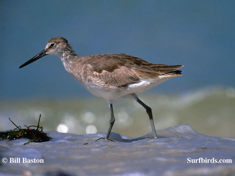 sandpiper on the beach