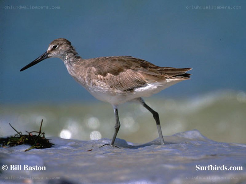 sandpiper on the beach