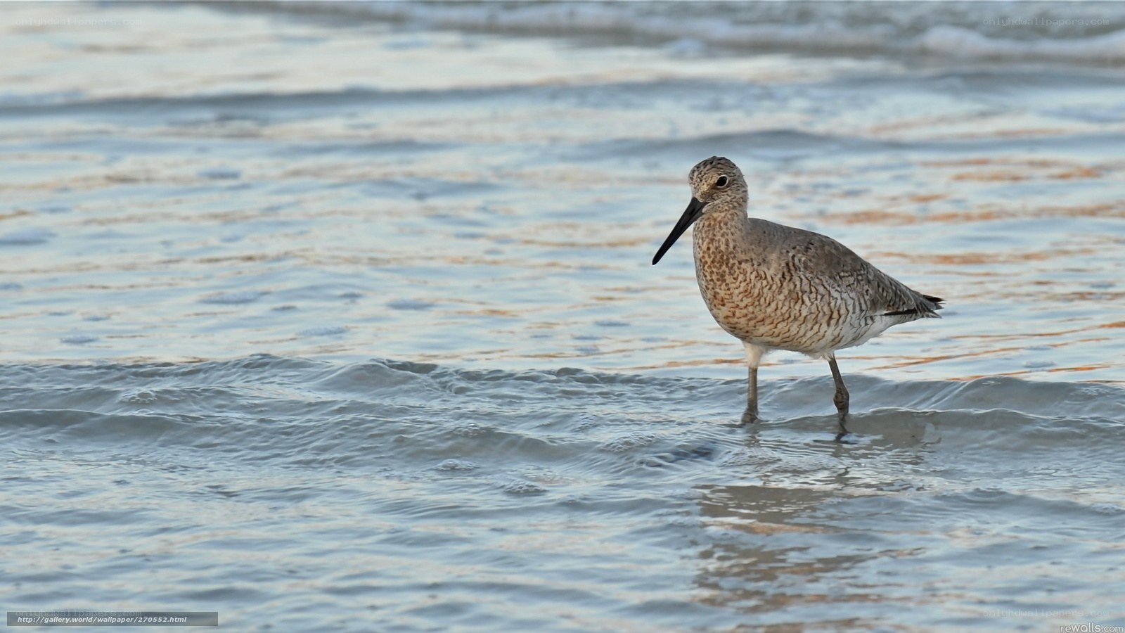 sandpiper on the beach