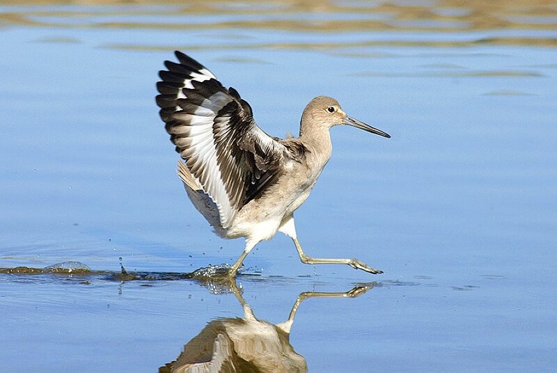 Sandpiper Running in Water