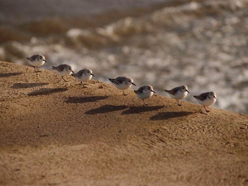 sandpipers on a beach