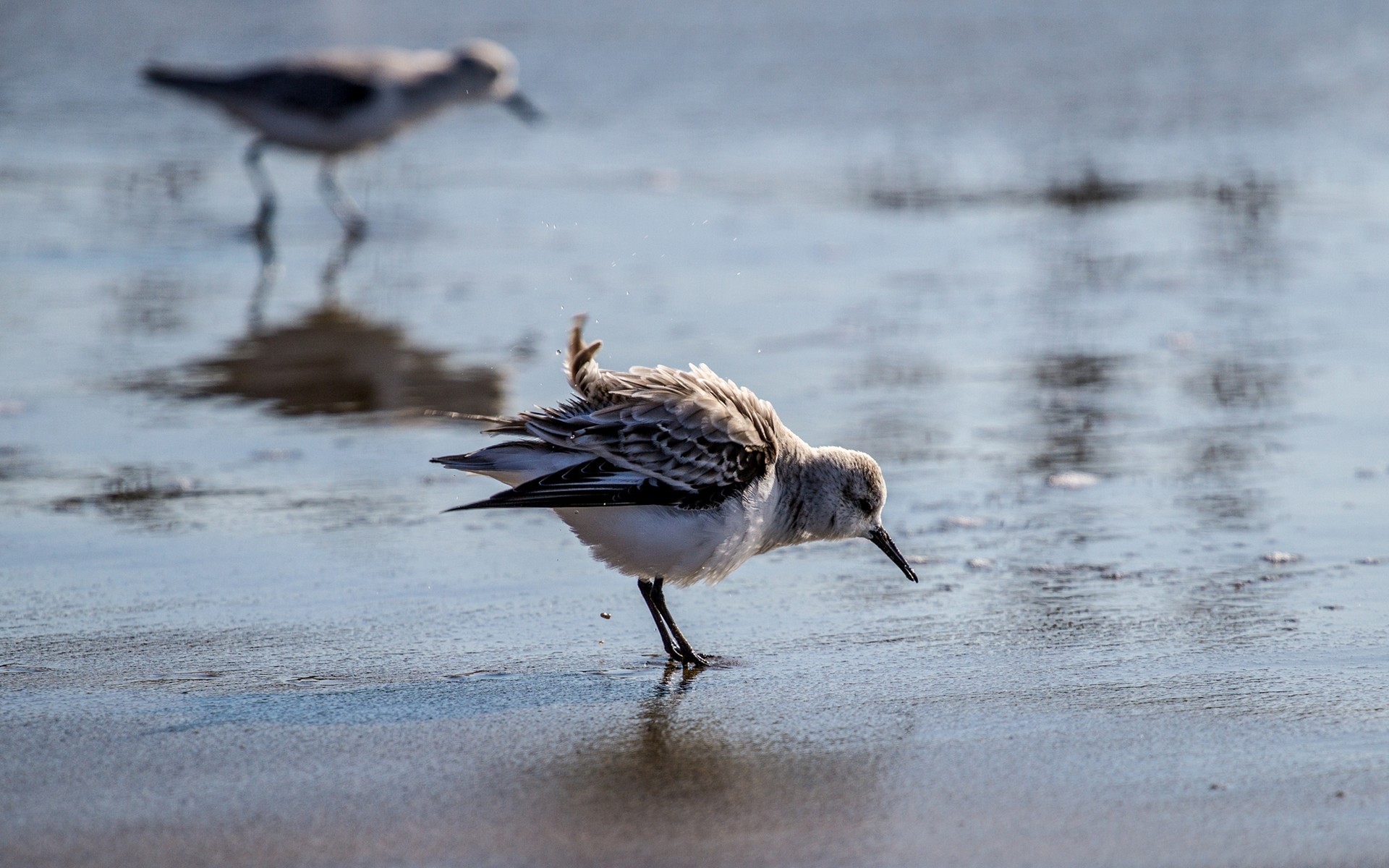 Sandpipers on the shore