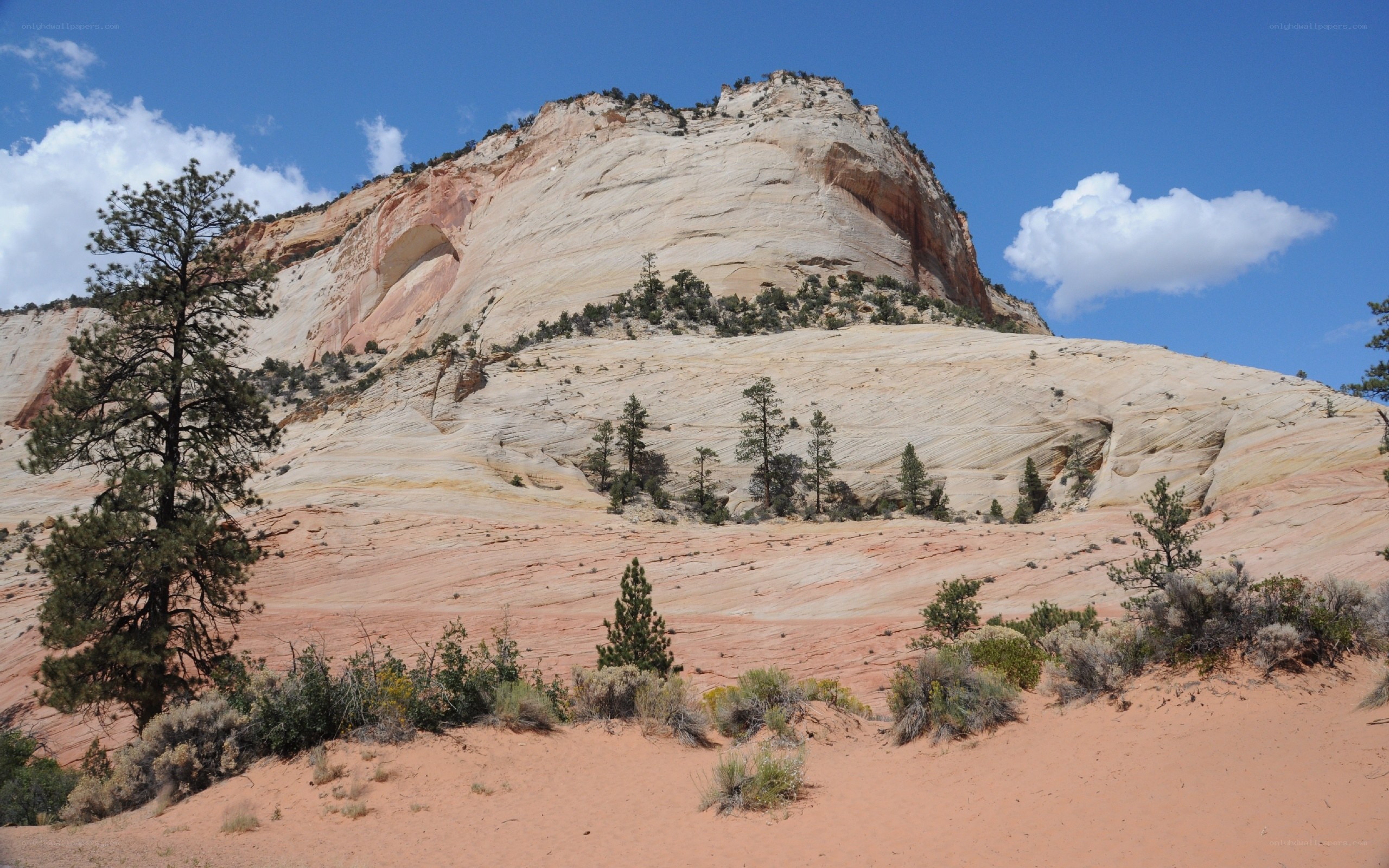 sandstone cliff with trees