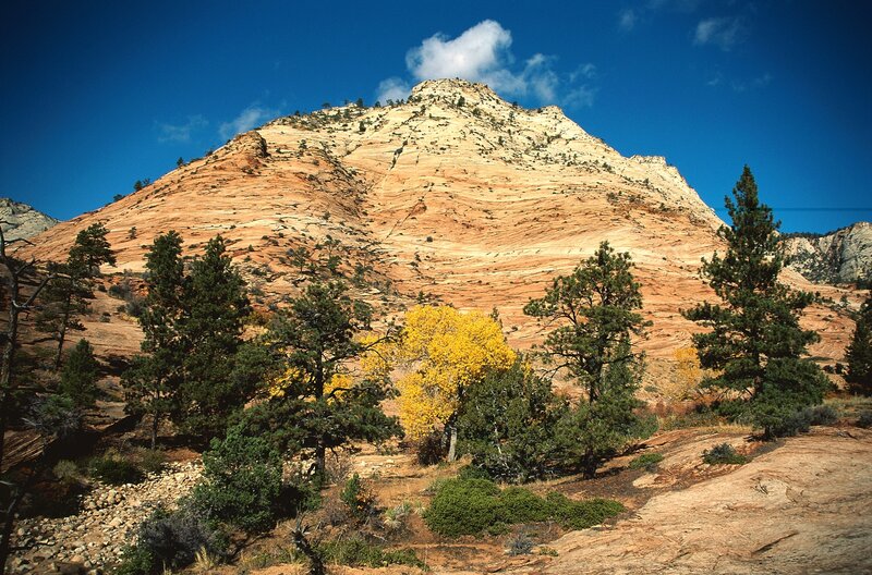 Sandstone Mountain with Trees
