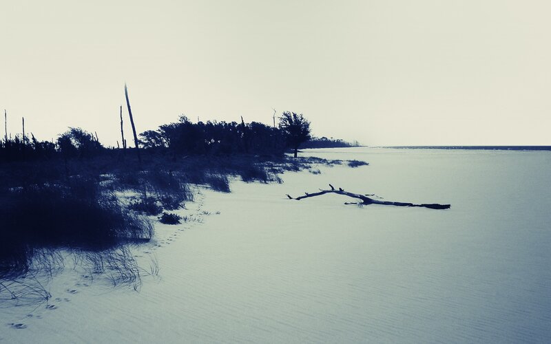 sandy beach with driftwood
