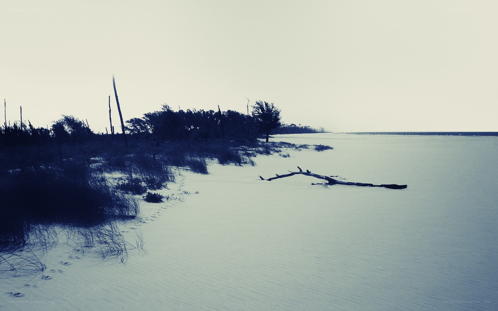 sandy beach with driftwood