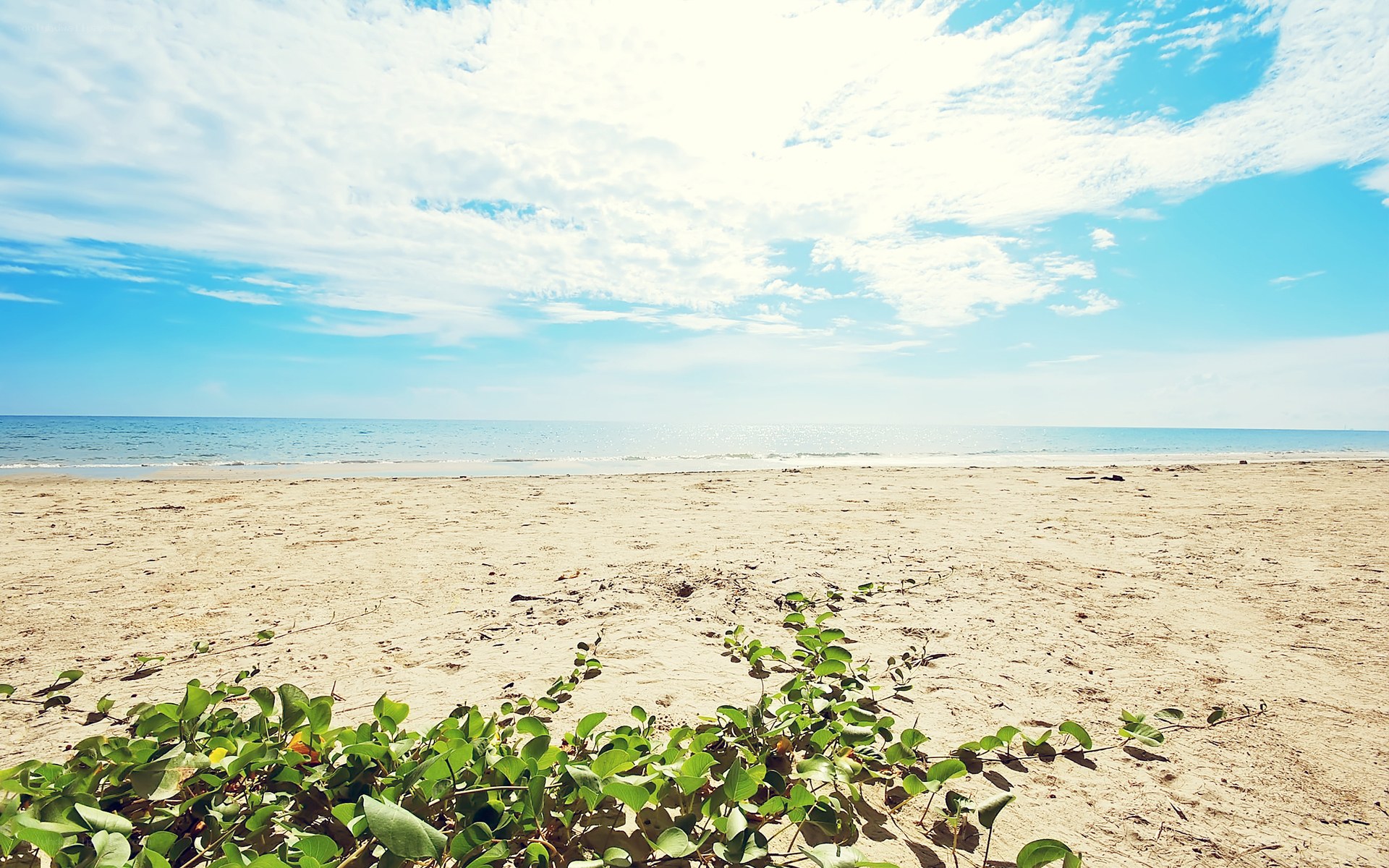 Sandy beach with green plants