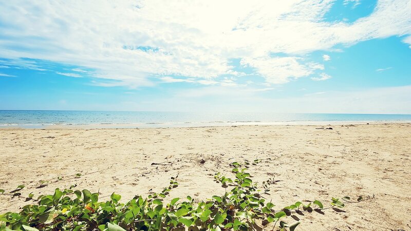 Sandy beach with green plants