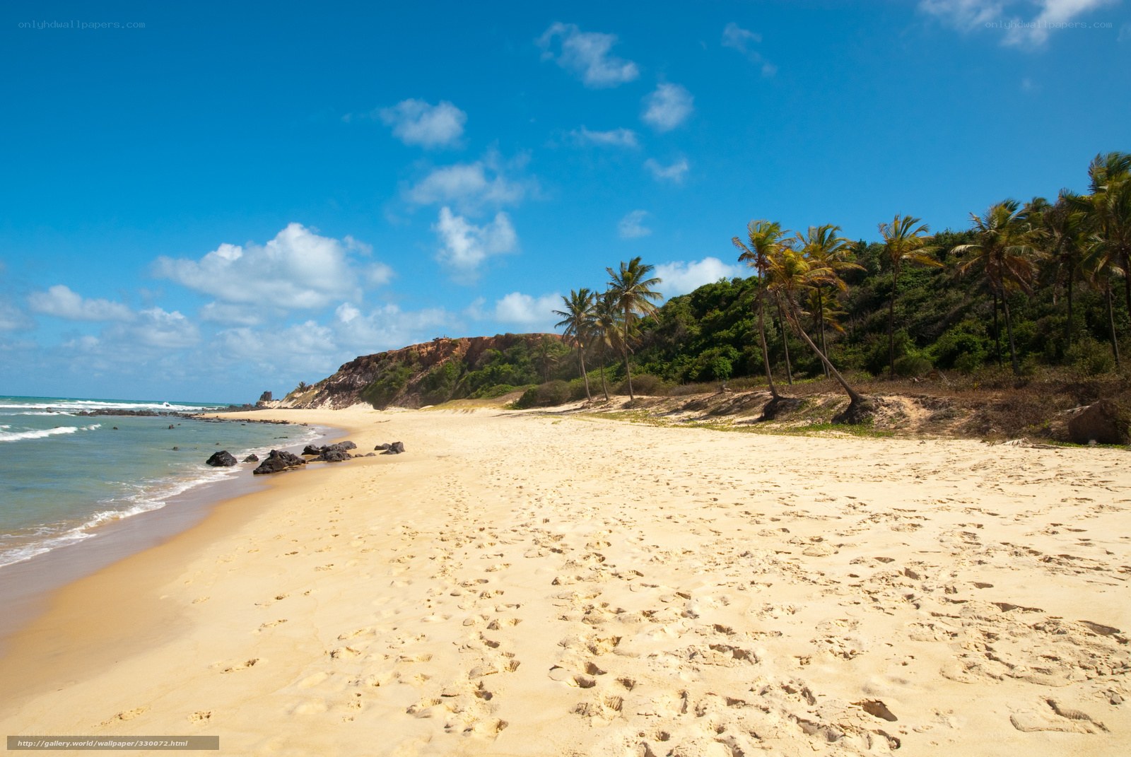 sandy beach with palm trees