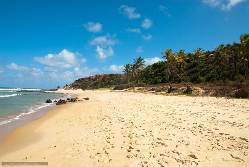 Sandy Beach with Palm Trees — Blue, Serene, Afternoon, Photograph, Ocean, Palm Trees