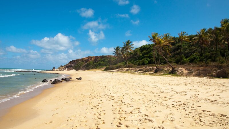 Sandy Beach with Palm Trees — Blue, Serene, Afternoon
