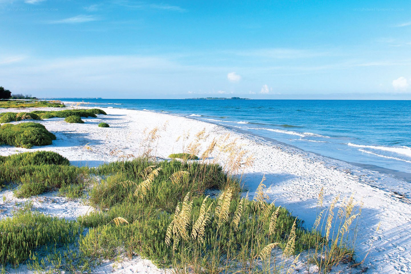 sandy beach with sea grass