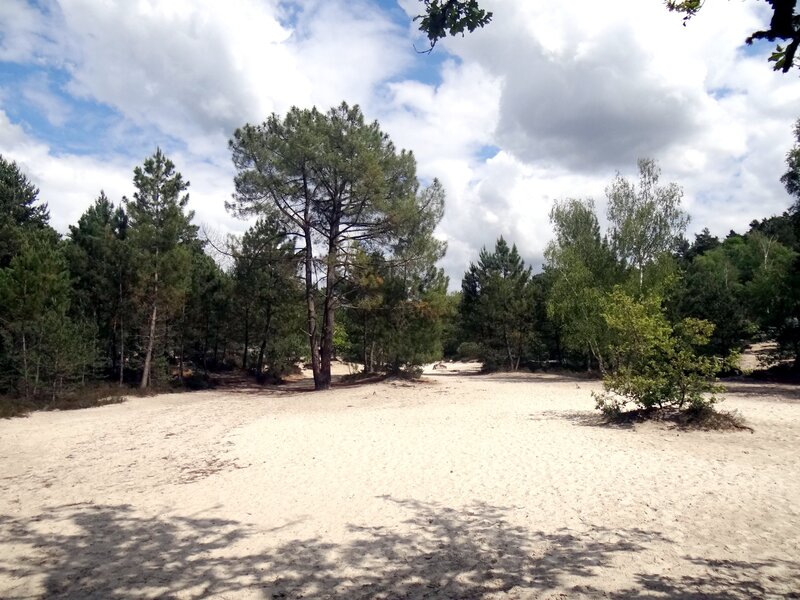 Sandy clearing in a forest