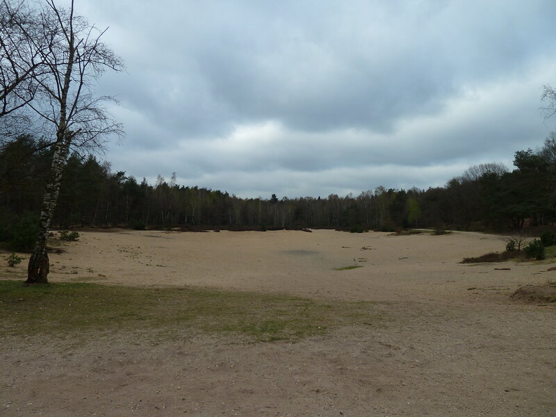 Sandy Clearing in Forest