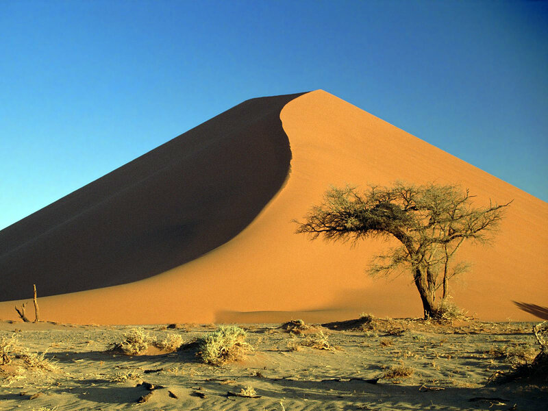 Sandy Dune with Tree — Orange, Serene, Afternoon