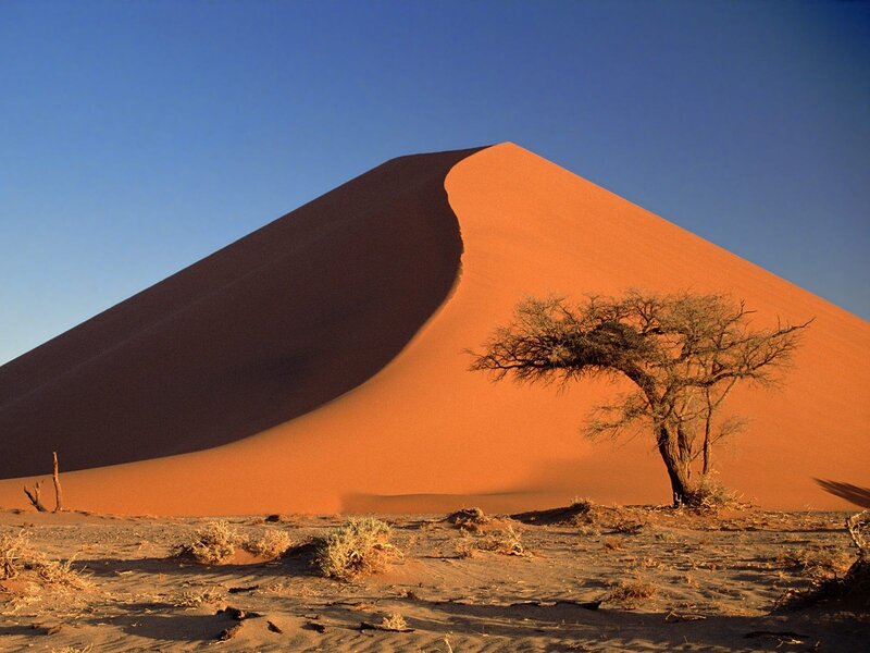 Sandy Dune with Tree — Orange