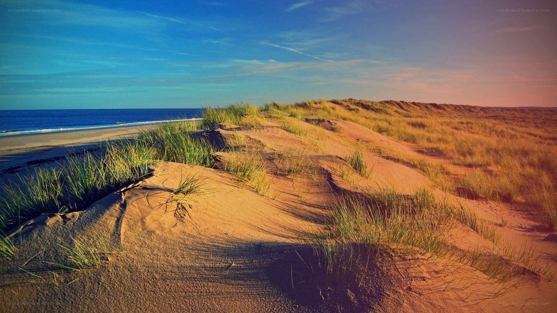 sandy dunes by the ocean