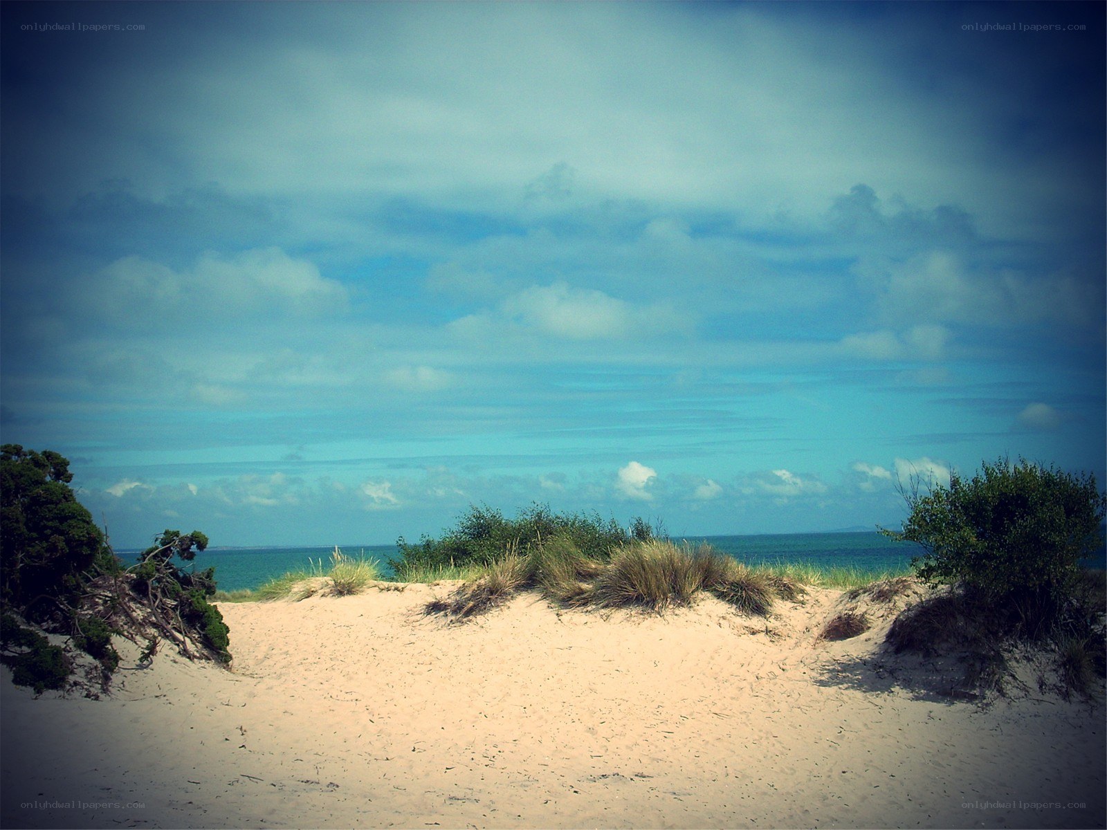 Sandy dunes by the sea