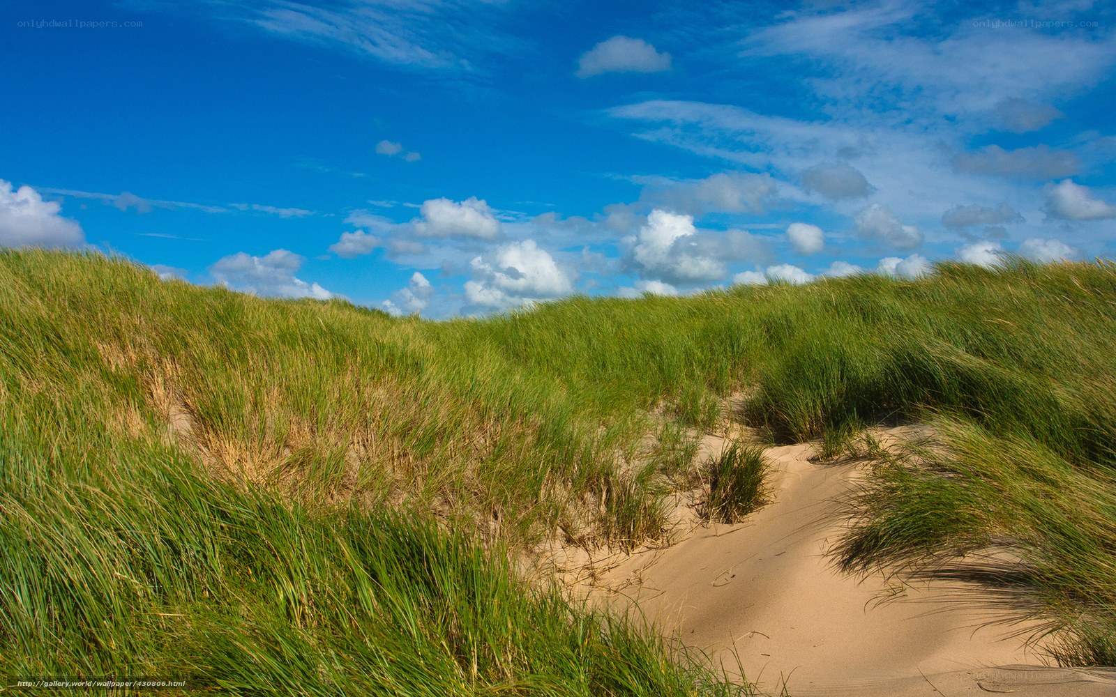 Sandy dunes with green grass