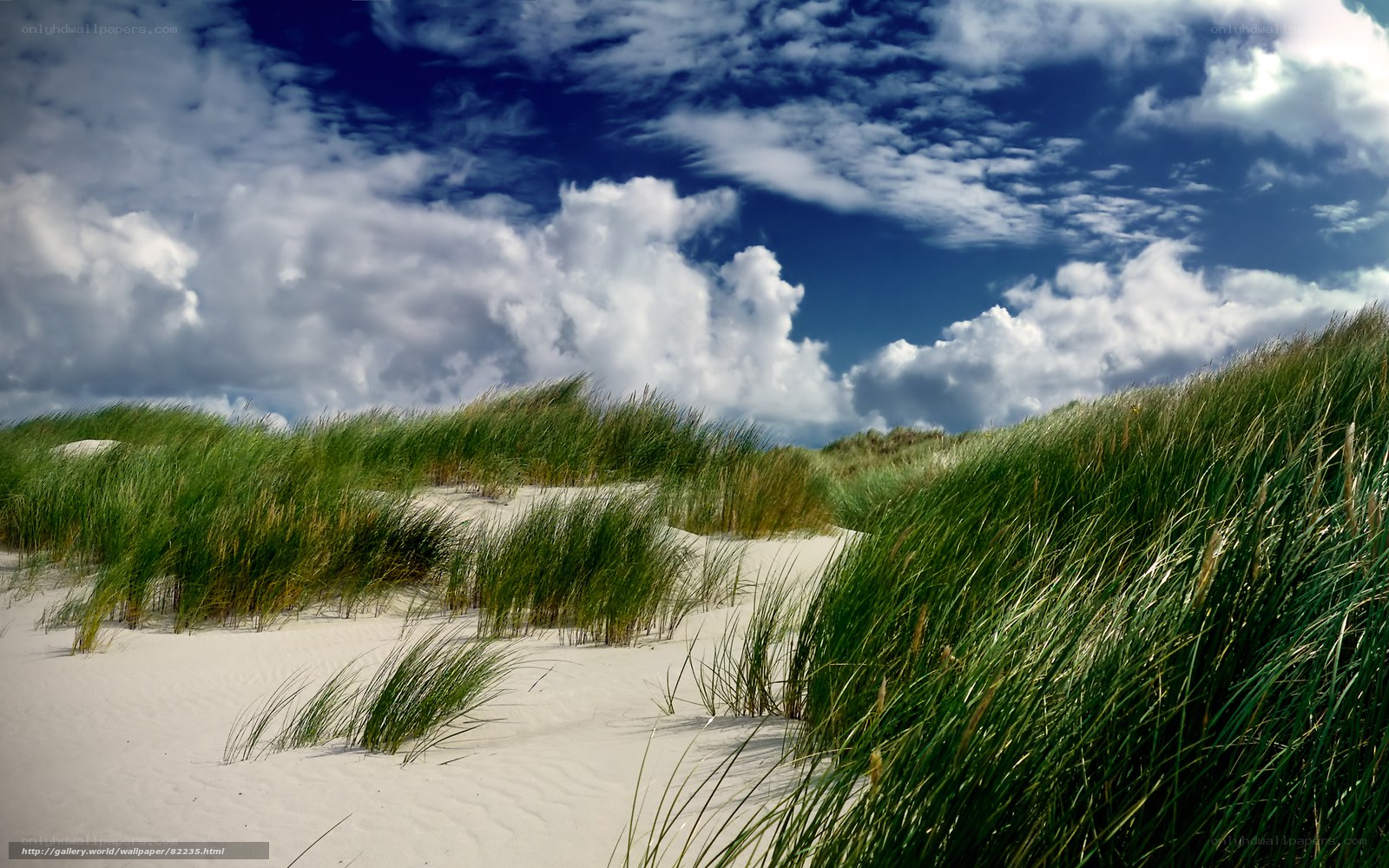 Sandy dunes with green grass